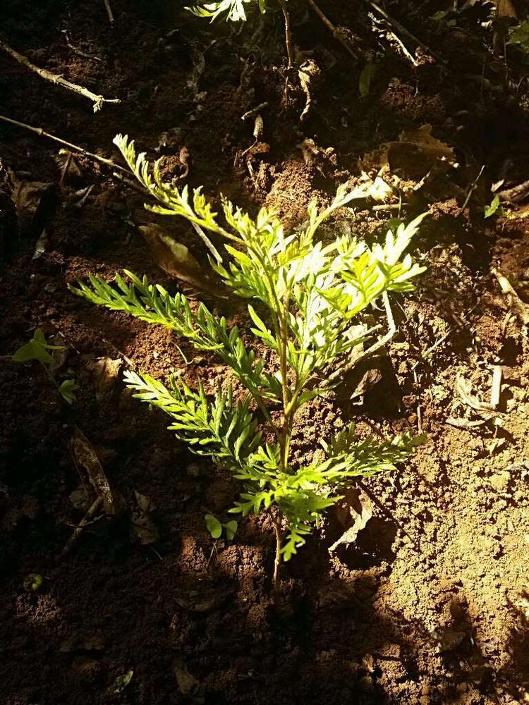 tree image