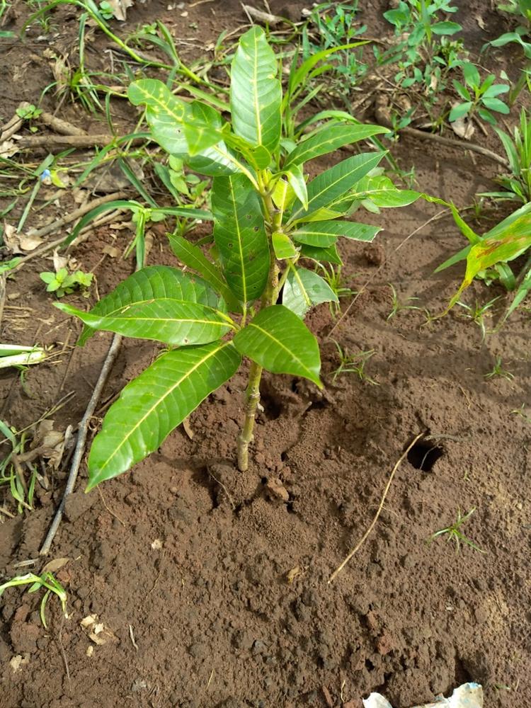 tree image