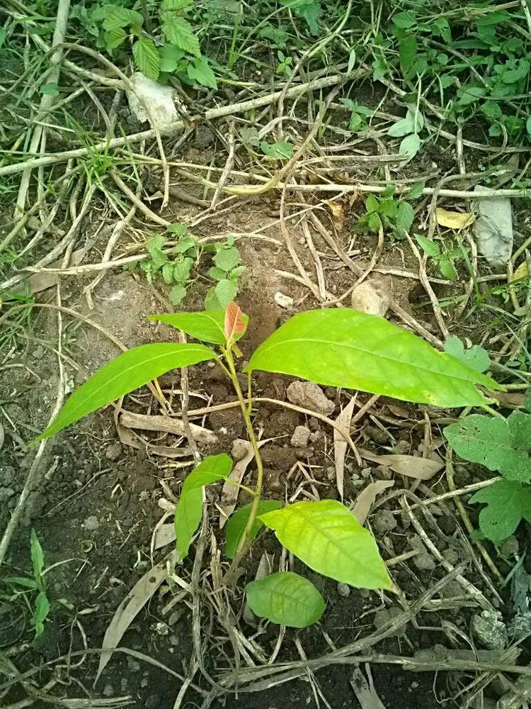tree image