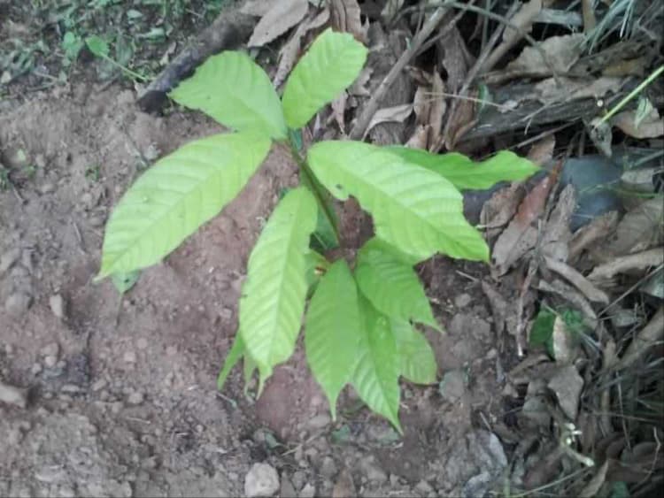 tree image