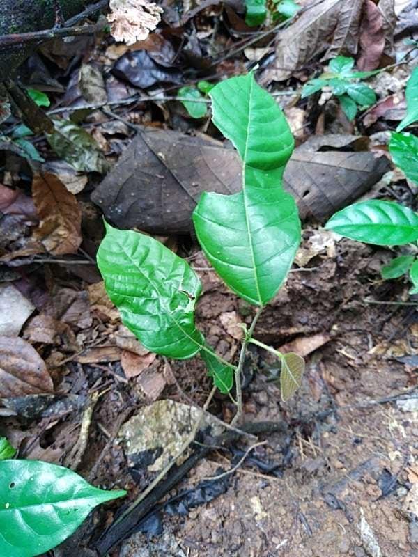 tree image