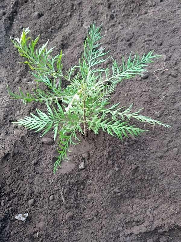 tree image