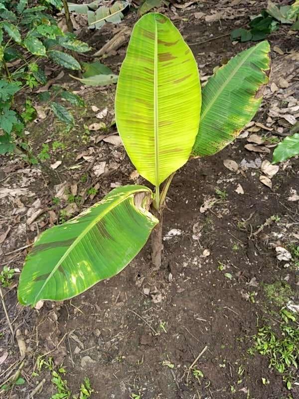 tree image