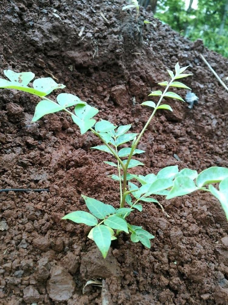 tree image