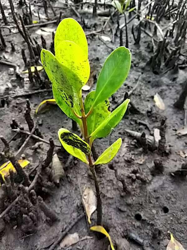 tree image