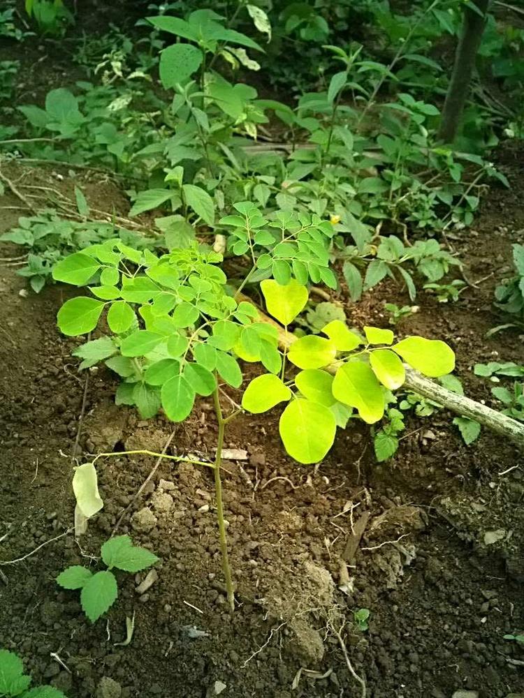 tree image