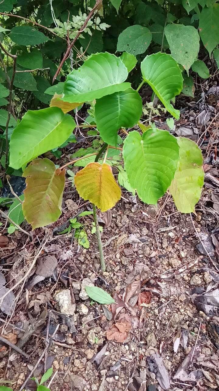 tree image