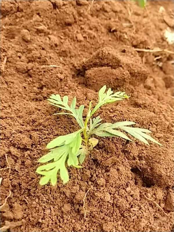 tree image