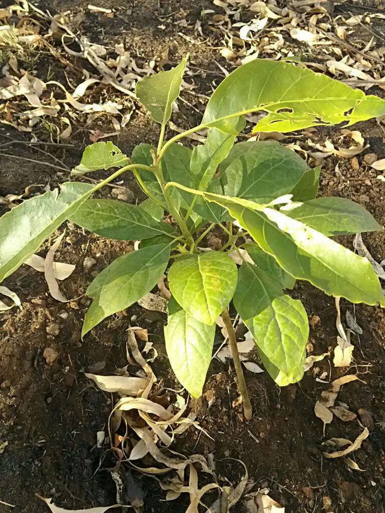 tree image