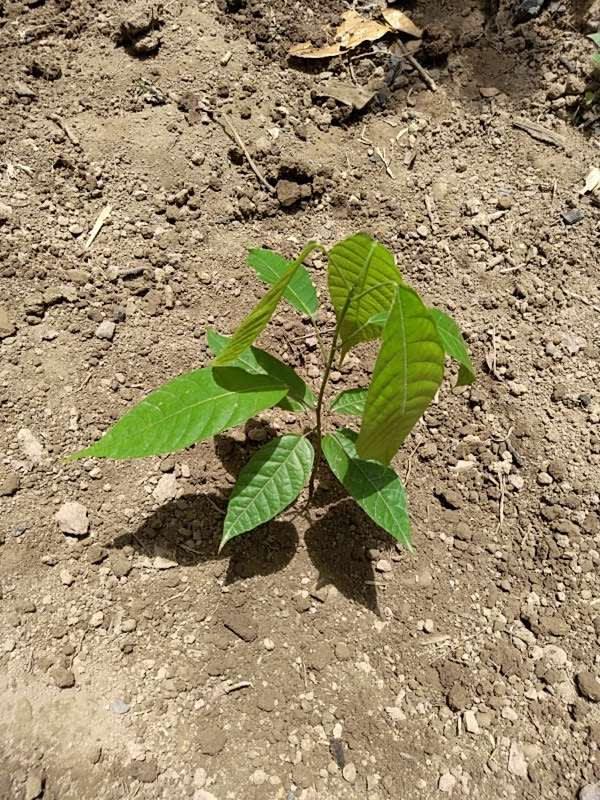 tree image