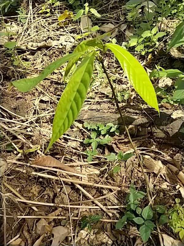 tree image