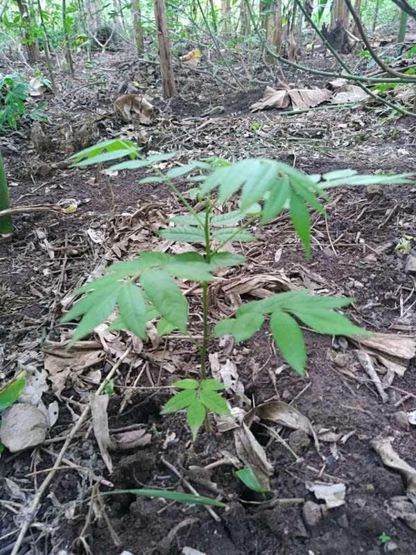 tree image