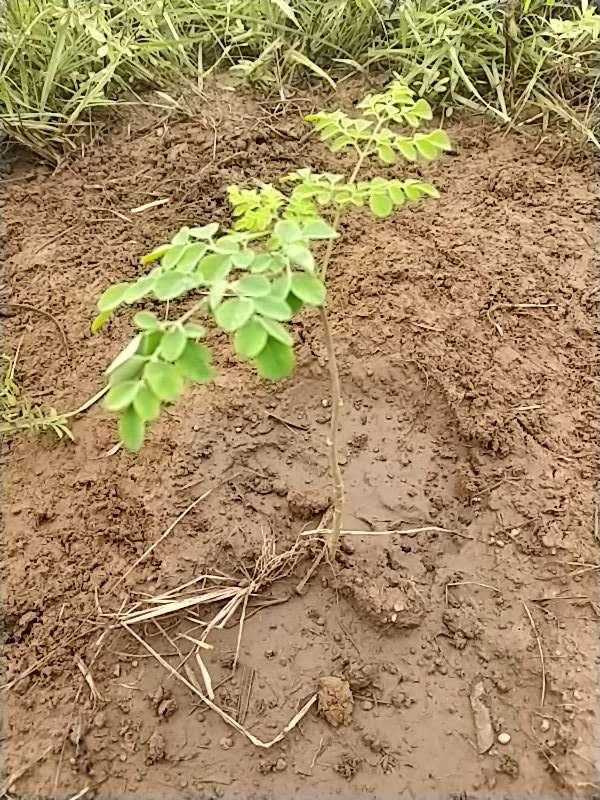 tree image