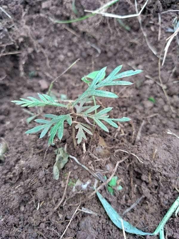 tree image