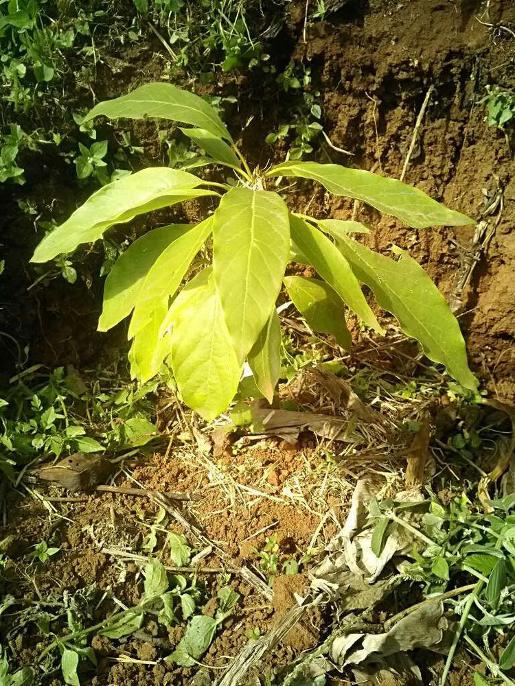 tree image