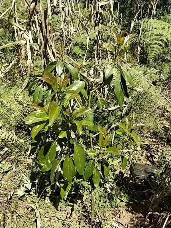 tree image