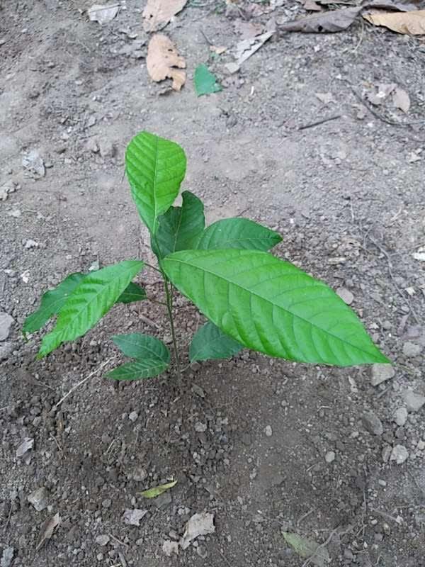 tree image