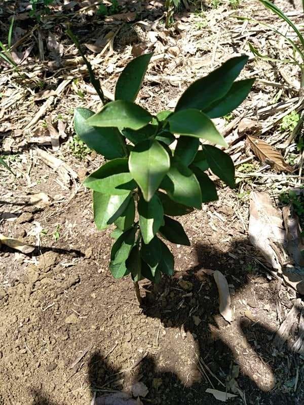 tree image