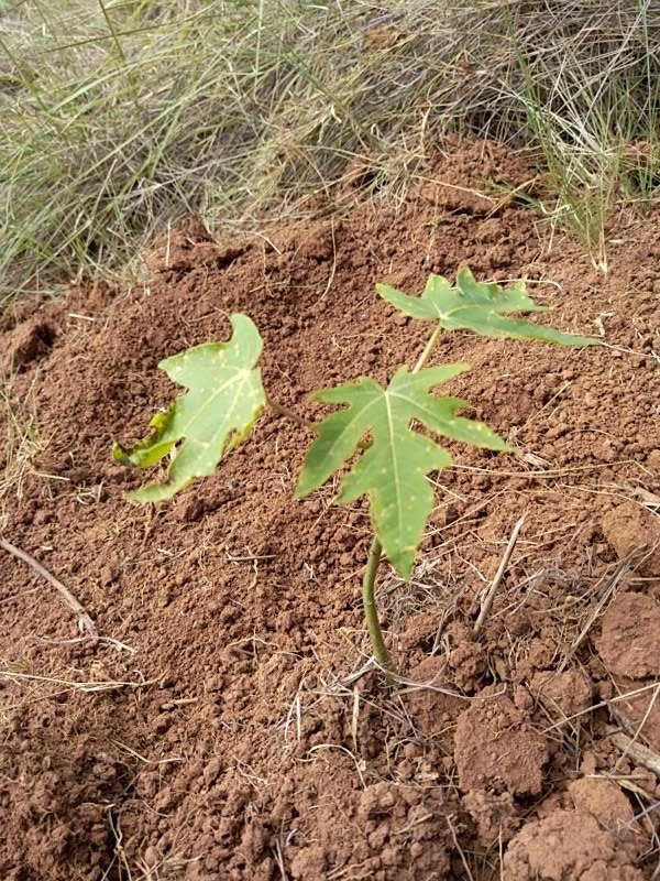 tree image