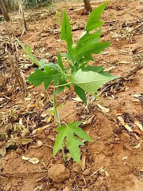 tree image