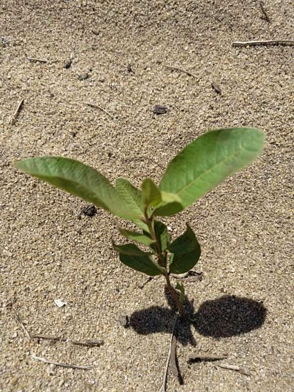 tree image