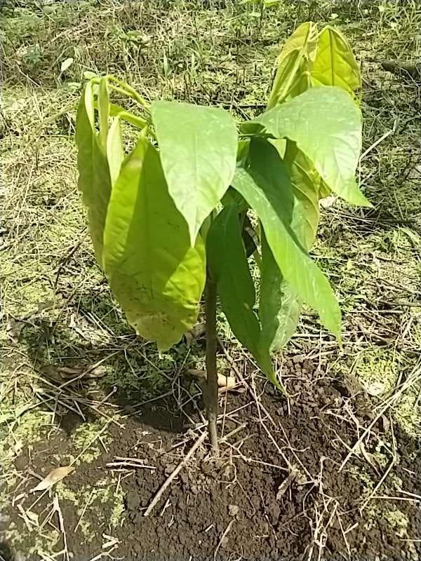 tree image