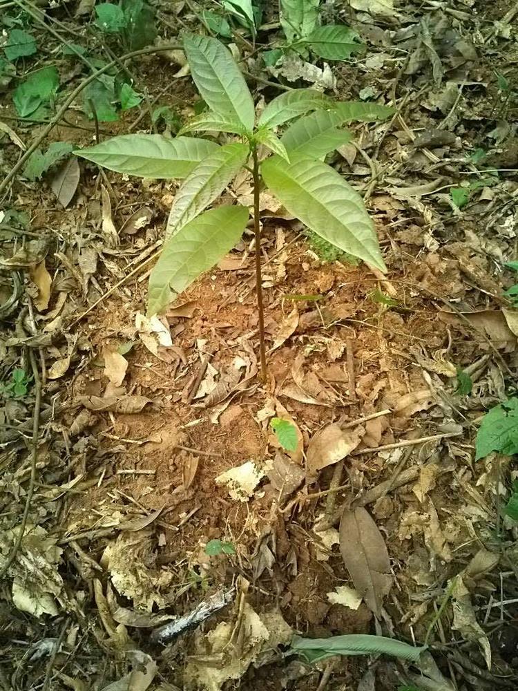 tree image