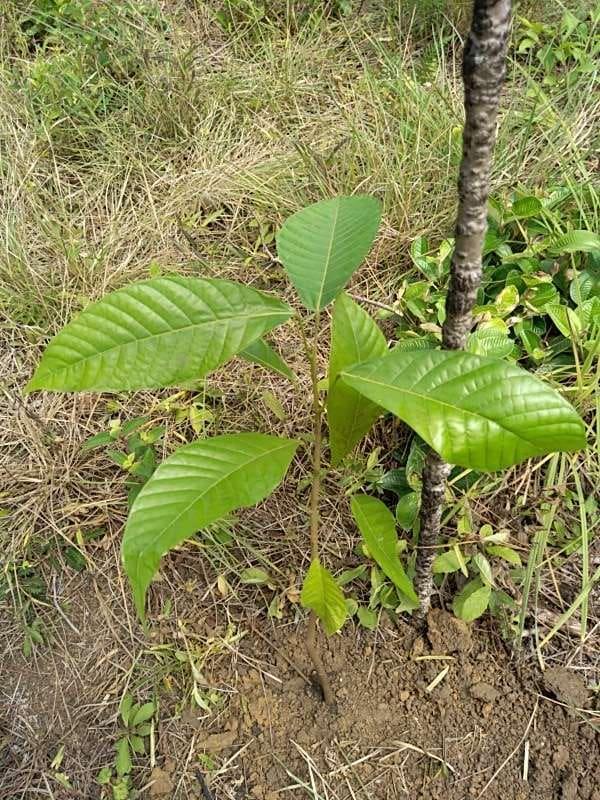 tree image