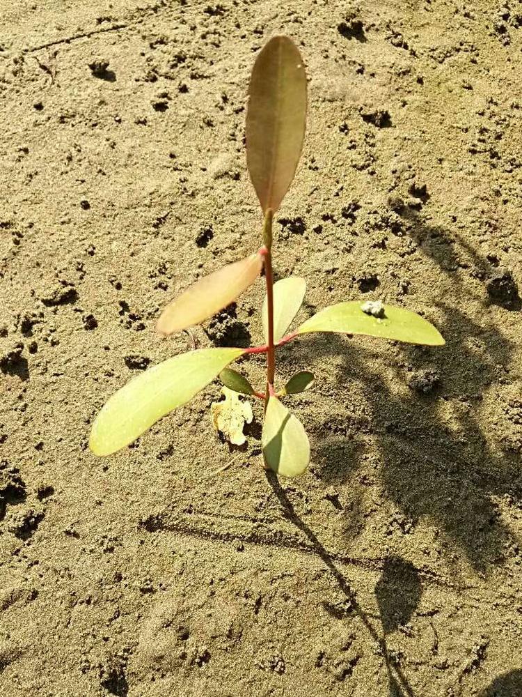 tree image