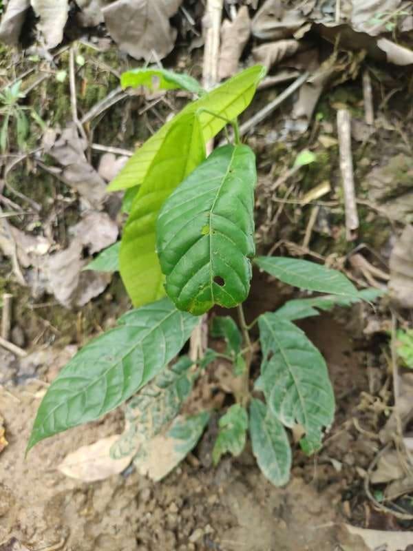 tree image