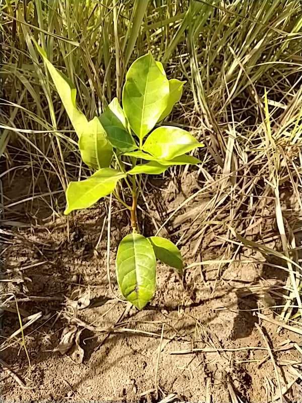 tree image
