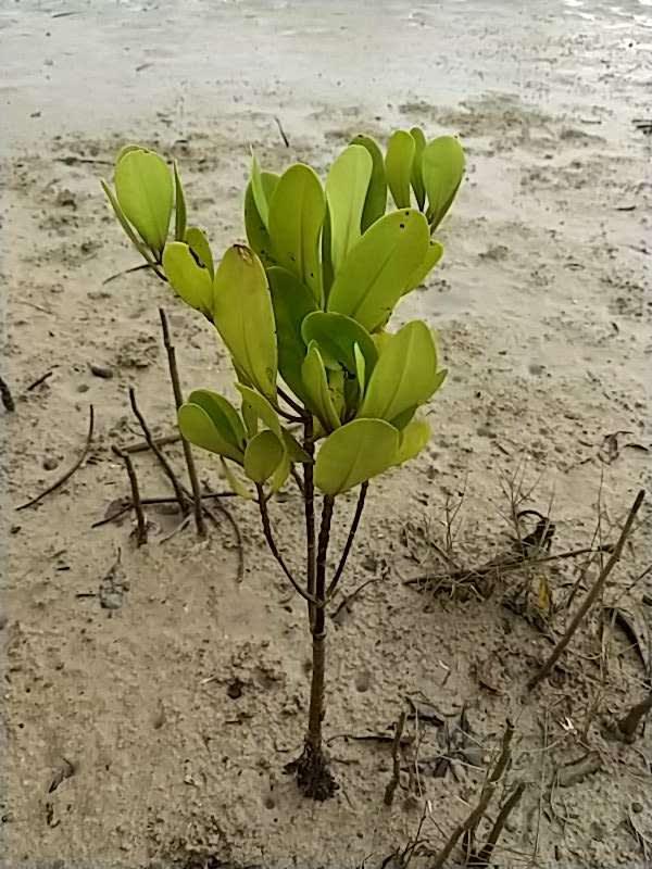 tree image