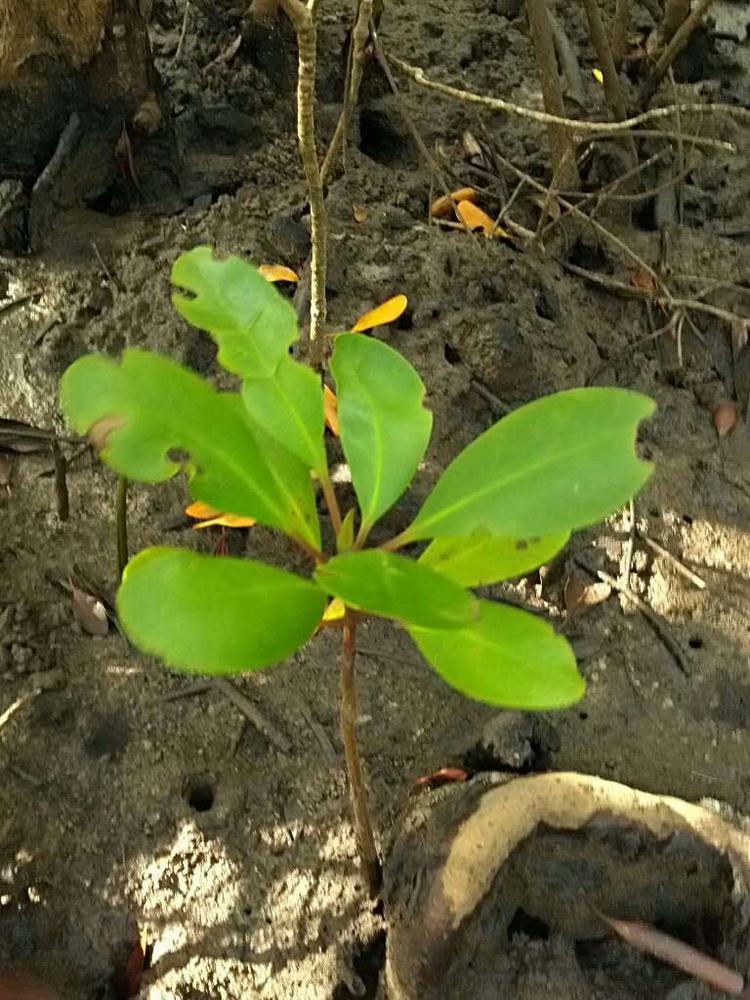 tree image