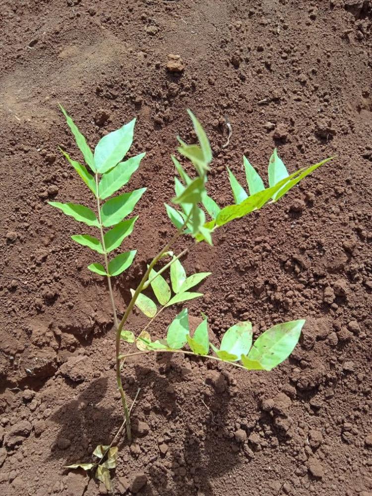 tree image