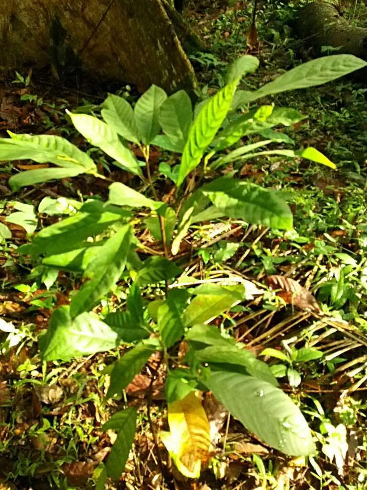 tree image