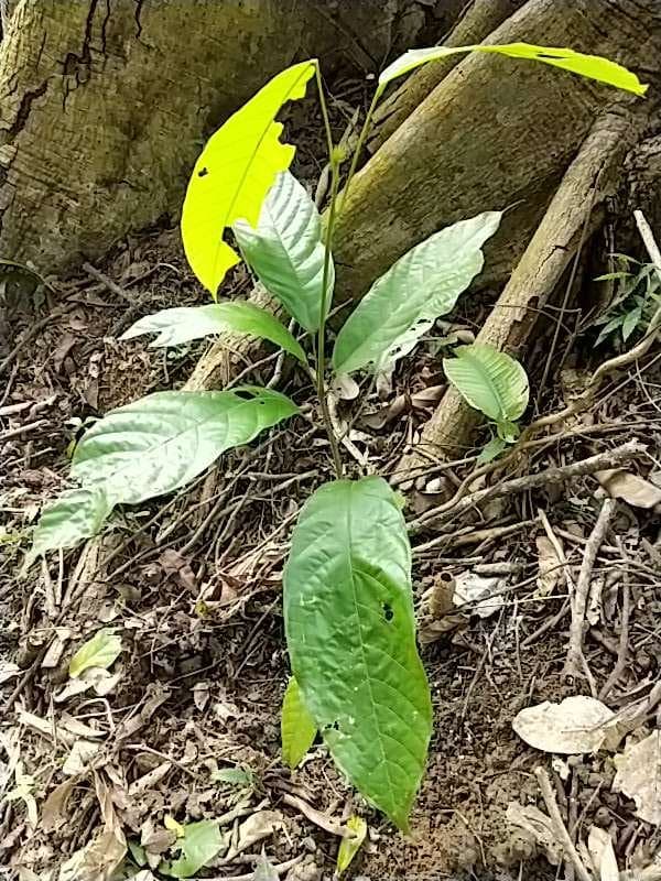 tree image