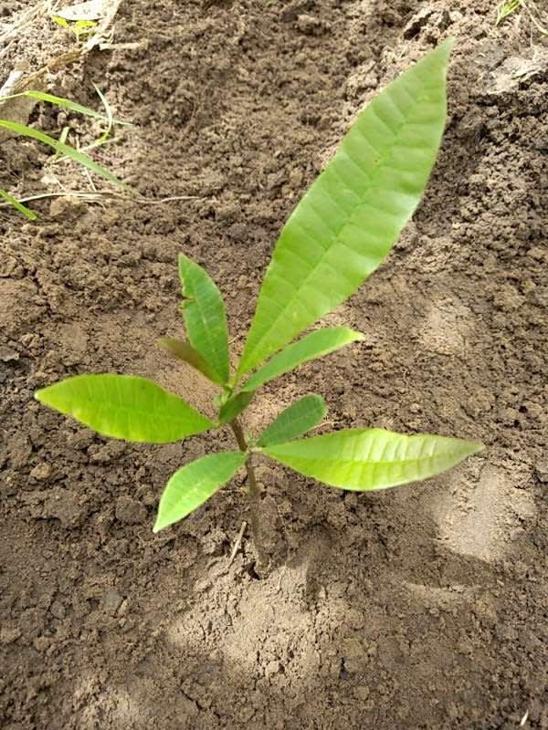 tree image
