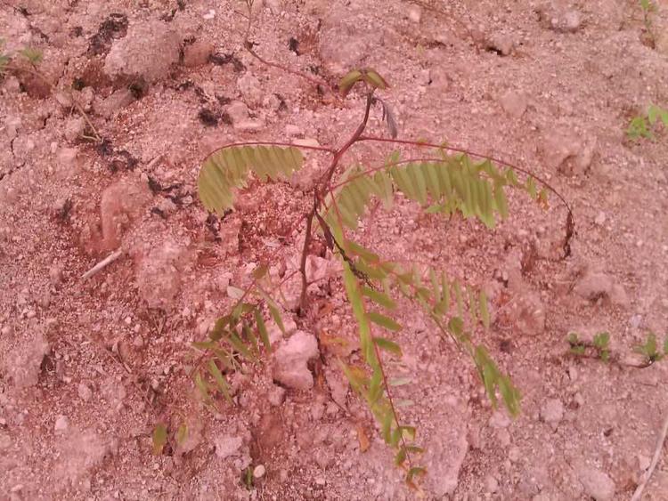 tree image