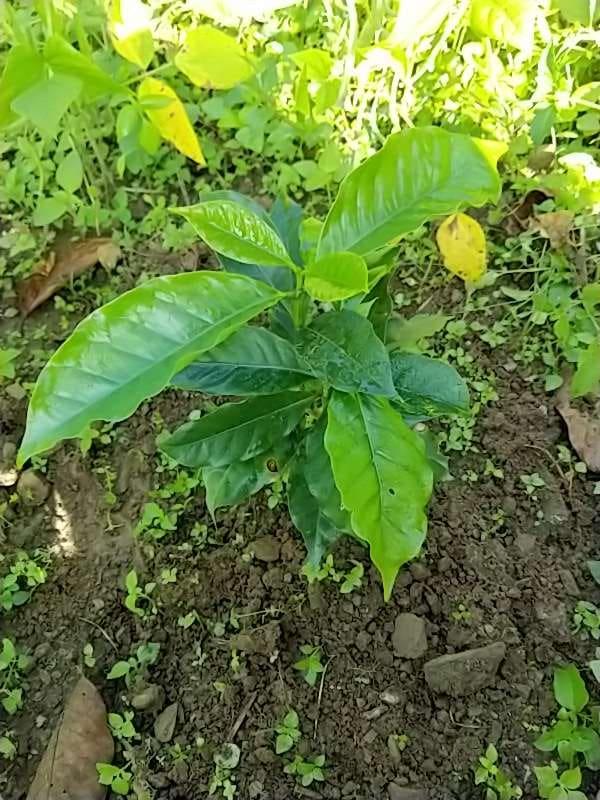 tree image