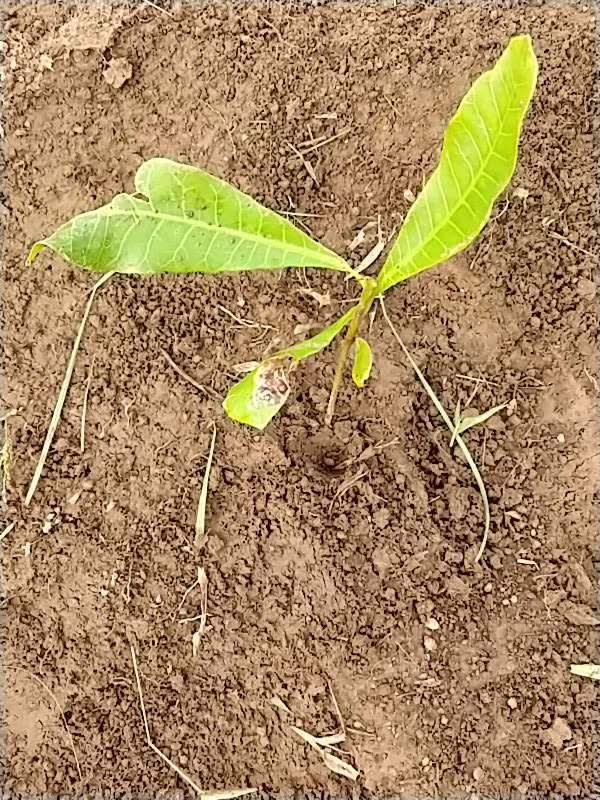 tree image