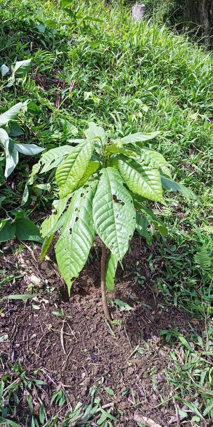 tree image