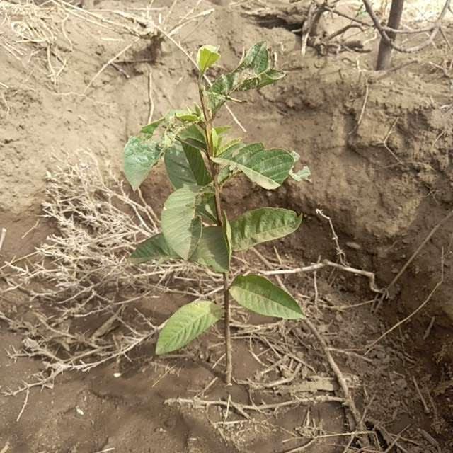 tree image