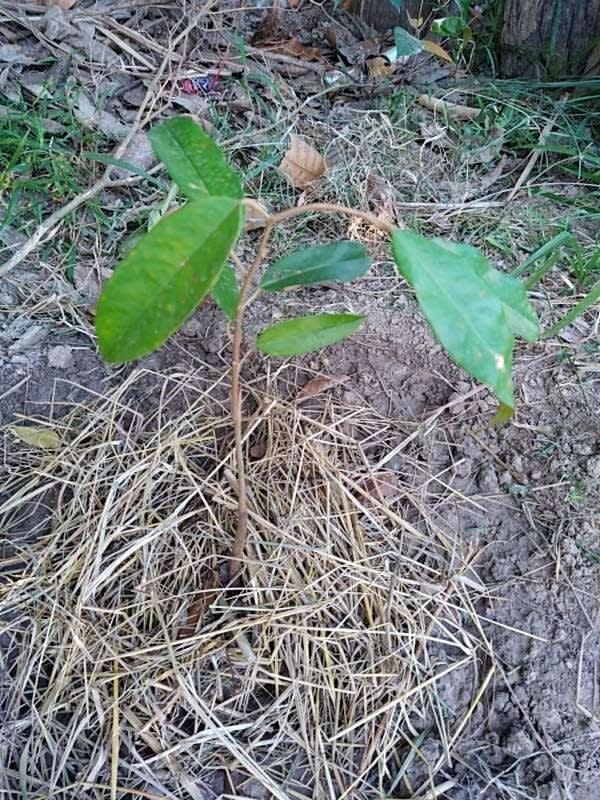 tree image
