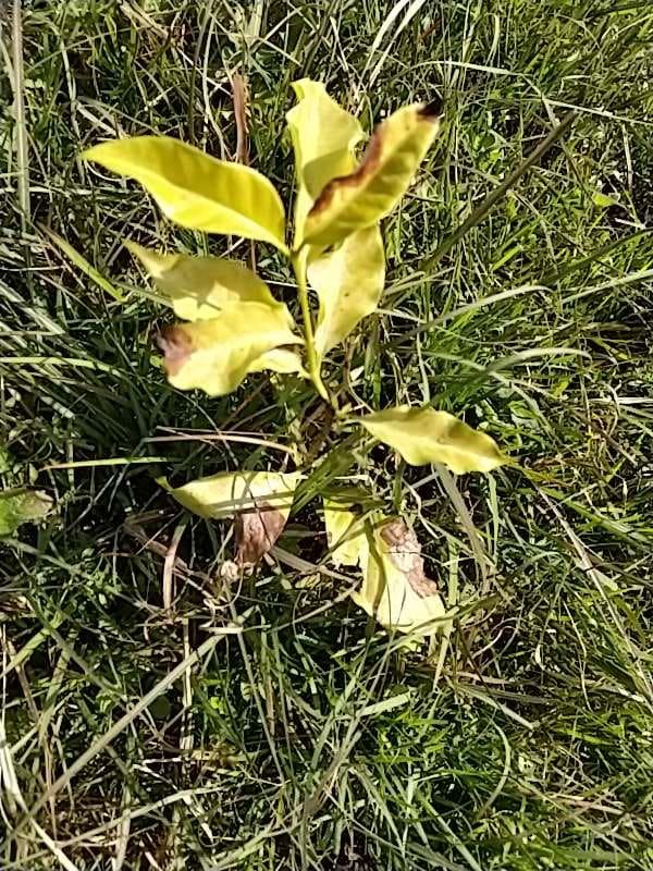tree image