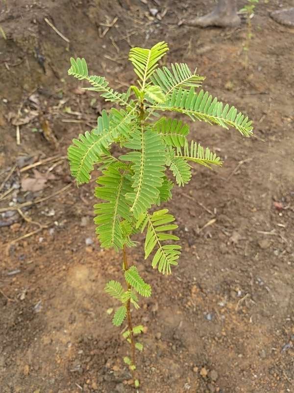tree image