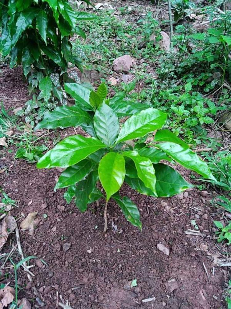 tree image