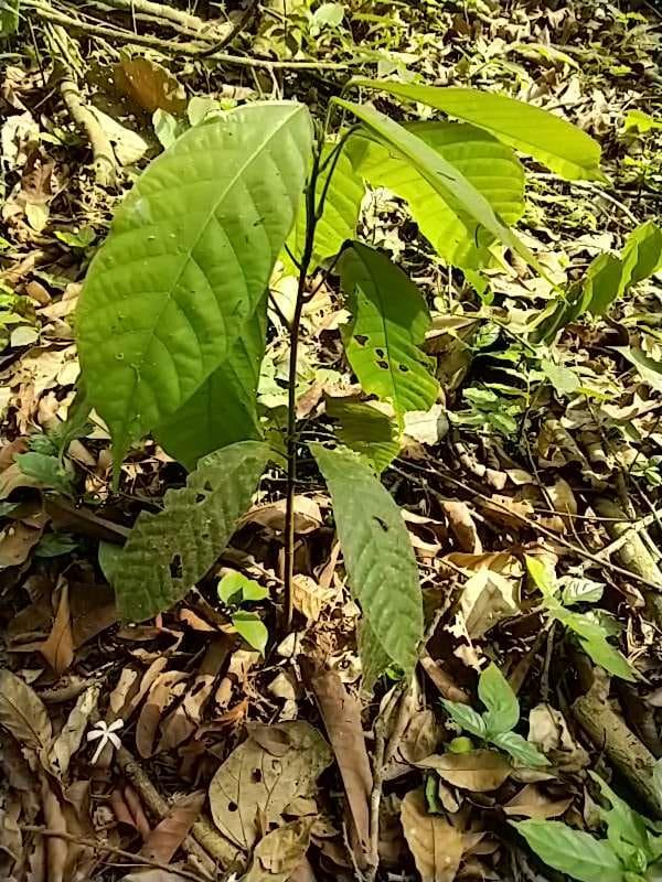 tree image