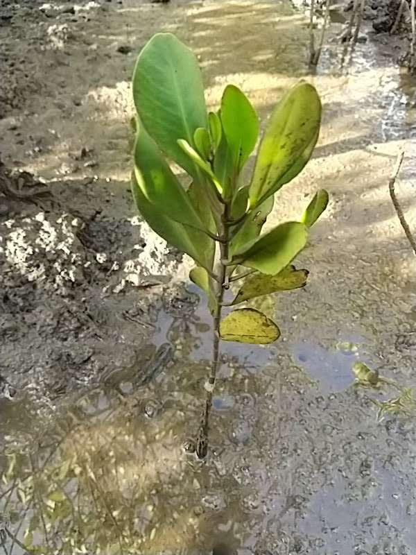 tree image