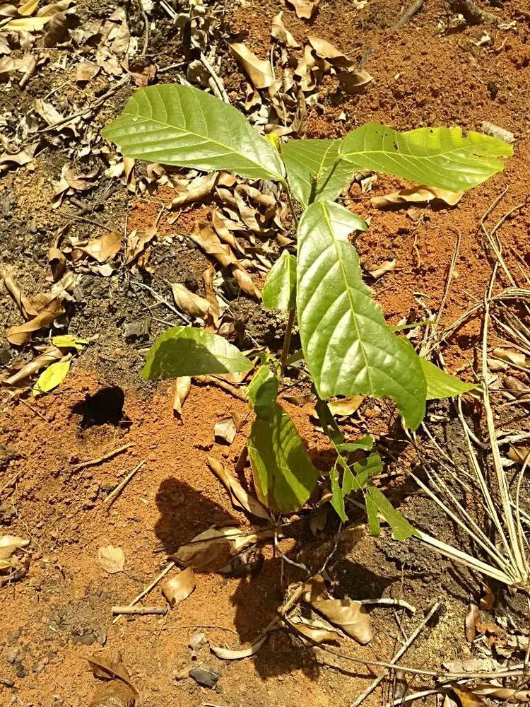 tree image