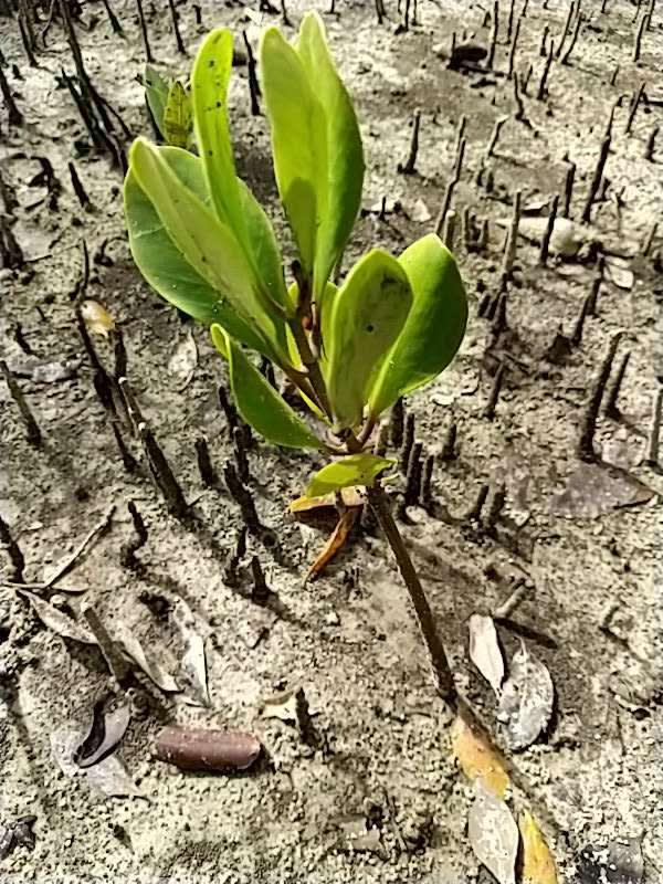 tree image